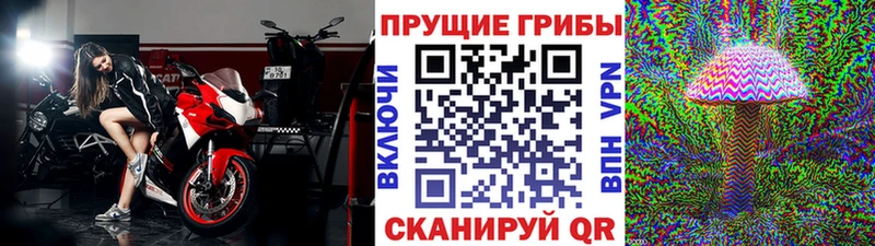 купить  сайты  Беломорск  Галлюциногенные грибы мицелий 